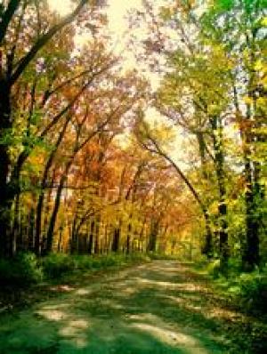 <img300*0:stuff/z/185526/Different%2520shades%2520of%2520Fall/i1238966468_5.jpg>