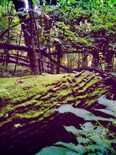 <img:stuff/z/185526/Joys%2520of%2520Summer/i1238967104_15.jpg>