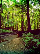 <img:stuff/z/185526/Joys%2520of%2520Summer/i1238967104_19.jpg>