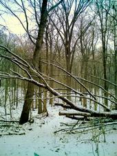 <img:stuff/z/185526/Silence%2520of%2520Snow/i1238966712_1.jpg>