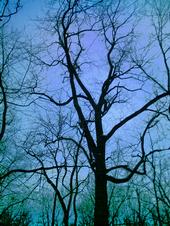 <img:stuff/z/185526/Silence%2520of%2520Snow/i1238966712_2.jpg>