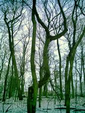 <img:stuff/z/185526/Silence%2520of%2520Snow/i1238966712_5.jpg>