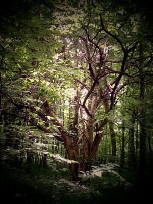 <img300*0:stuff/z/185526/SpringGreenery/i1245077346_1.jpg>