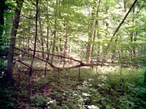 <img300*0:stuff/z/185526/SpringGreenery/i1245077346_2.jpg>