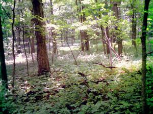 <img300*0:stuff/z/185526/SpringGreenery/i1245077346_3.jpg>