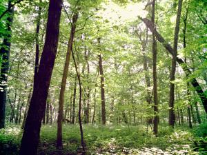 <img300*0:stuff/z/185526/SpringGreenery/i1245077346_5.jpg>