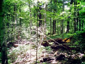 <img300*0:stuff/z/185526/SpringGreenery/i1245077346_6.jpg>