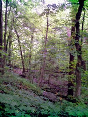 <img300*0:stuff/z/185526/SpringGreenery/i1245077346_7.jpg>