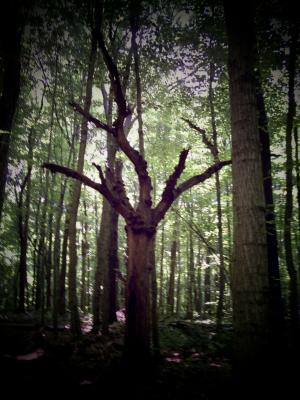 <img300*0:stuff/z/185526/SpringGreenery/i1245077347_10.jpg>