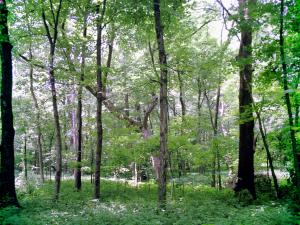 <img300*0:stuff/z/185526/SpringGreenery/i1245077347_11.jpg>