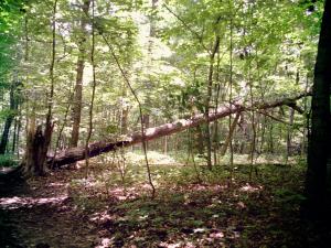 <img300*0:stuff/z/185526/SpringGreenery/i1245077347_12.jpg>