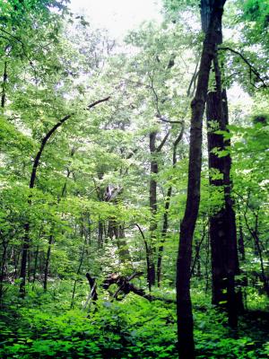 <img300*0:stuff/z/185526/SpringGreenery/i1245077347_13.jpg>