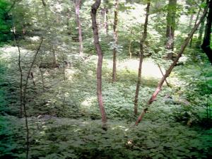 <img300*0:stuff/z/185526/SpringGreenery/i1245077347_14.jpg>