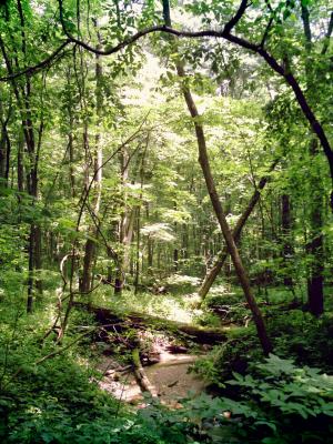 <img300*0:stuff/z/185526/SpringGreenery/i1245077347_15.jpg>