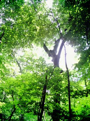 <img300*0:stuff/z/185526/SpringGreenery/i1245077347_16.jpg>