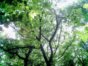 <img300*0:stuff/z/185526/SpringGreenery/i1245077347_17.jpg>