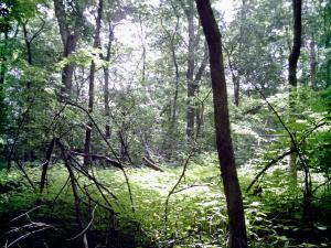 <img300*0:stuff/z/185526/SpringGreenery/i1245077347_8.jpg>