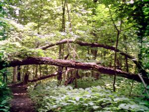 <img300*0:stuff/z/185526/SpringGreenery/i1245077347_9.jpg>