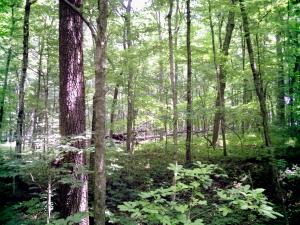 <img300*0:stuff/z/185526/SpringGreenery/i1245077348_18.jpg>