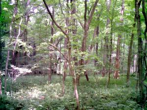 <img300*0:stuff/z/185526/SpringGreenery/i1245077348_19.jpg>