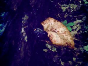 <img300*0:stuff/z/185526/SpringGreenery/i1245077348_20.jpg>
