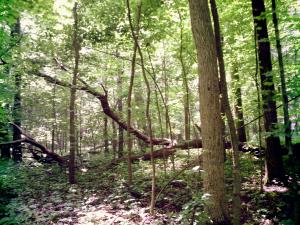 <img300*0:stuff/z/185526/SpringGreenery/i1245077348_21.jpg>