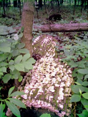 <img300*0:stuff/z/185526/SpringGreenery/i1245077348_22.jpg>