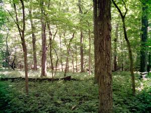 <img300*0:stuff/z/185526/SpringGreenery/i1245077348_23.jpg>