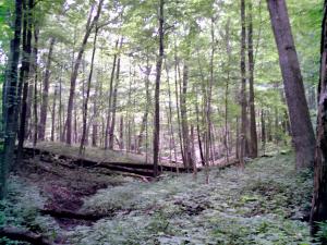 <img300*0:stuff/z/185526/SpringGreenery/i1245077348_24.jpg>