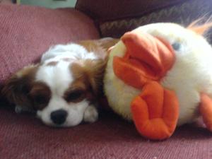 <img300*0:stuff/z/185912/Pansy%2520Pot!/i1218036019_2.jpg>
