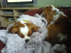 <img300*0:stuff/z/185912/Pansy%2520Pot!/i1218036019_6.jpg>