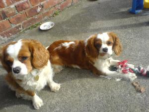 <img300*0:stuff/z/185912/Pansy%2520Pot!/i1218036019_7.jpg>