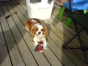 <img300*0:stuff/z/185912/Pansy%2520Pot!/i1218036020_9.jpg>
