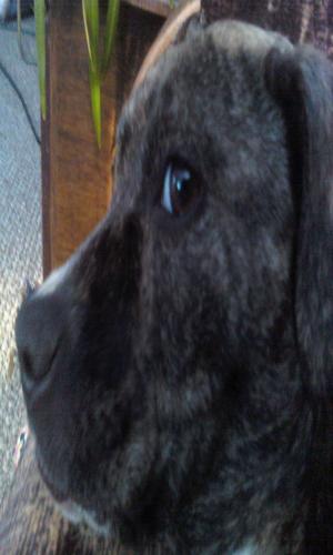 <img300*500:stuff/z/186049/My%25202%2520PiTbUlL%2524/i1269483763_1.jpg>