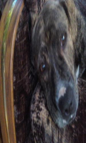 <img300*500:stuff/z/186049/My%25202%2520PiTbUlL%2524/i1269483763_2.jpg>