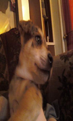 <img300*500:stuff/z/186049/My%25202%2520PiTbUlL%2524/i1269483763_3.jpg>