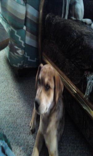 <img300*500:stuff/z/186049/My%25202%2520PiTbUlL%2524/i1269483763_4.jpg>