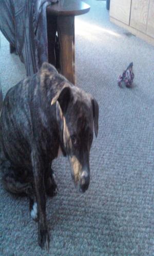 <img300*500:stuff/z/186049/My%25202%2520PiTbUlL%2524/i1269483763_5.jpg>