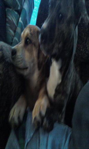<img300*500:stuff/z/186049/My%25202%2520PiTbUlL%2524/i1269483763_7.jpg>