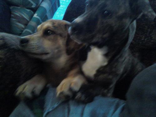<img500*0:http://elftown.heddate.com/stuff/z/186049/My%25202%2520PiTbUlL%2524/i1269483763_7.jpg>