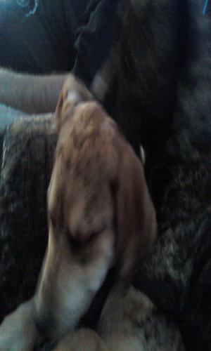 <img300*500:stuff/z/186049/My%25202%2520PiTbUlL%2524/i1269483764_10.jpg>
