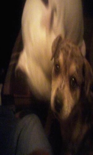 <img300*500:stuff/z/186049/My%25202%2520PiTbUlL%2524/i1269483764_11.jpg>