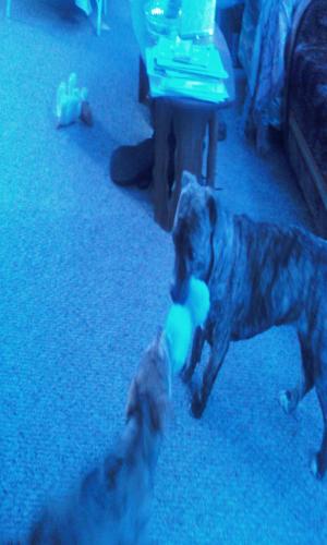 <img300*500:stuff/z/186049/My%25202%2520PiTbUlL%2524/i1269483764_12.jpg>