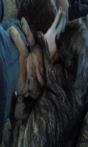 <img300*500:stuff/z/186049/My%25202%2520PiTbUlL%2524/i1269483764_13.jpg>
