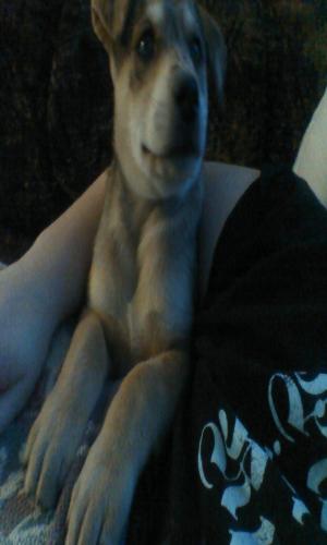 <img300*500:stuff/z/186049/My%25202%2520PiTbUlL%2524/i1269483764_15.jpg>