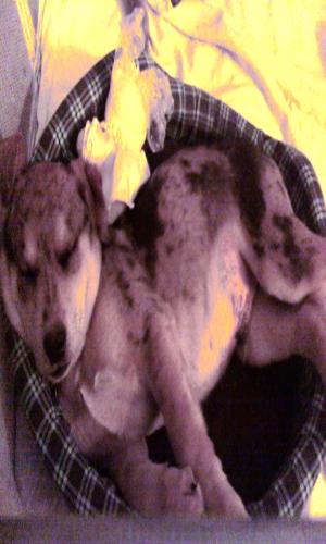 <img300*500:stuff/z/186049/My%25202%2520PiTbUlL%2524/i1269483765_17.jpg>