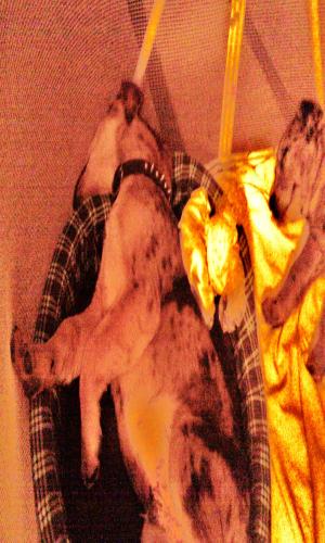 <img300*500:stuff/z/186049/My%25202%2520PiTbUlL%2524/i1269483765_18.jpg>