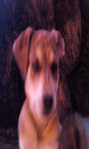 <img300*500:stuff/z/186049/My%25202%2520PiTbUlL%2524/i1269483765_19.jpg>