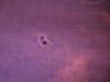 <img100*0:stuff/z/186536/Cloth%2520Reference-RavenLynnBrown/i1237917067_4.jpg>