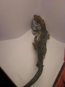 <img0*300:stuff/z/187594/Allosaurus%2520Figurine%2520Reference/037.JPG>